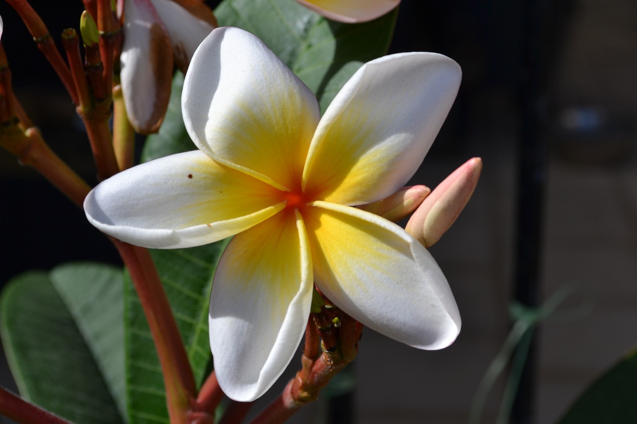 Frangipani, Gėlė, Augalai, Nemokamos Nuotraukos,  Nemokama Licenzija