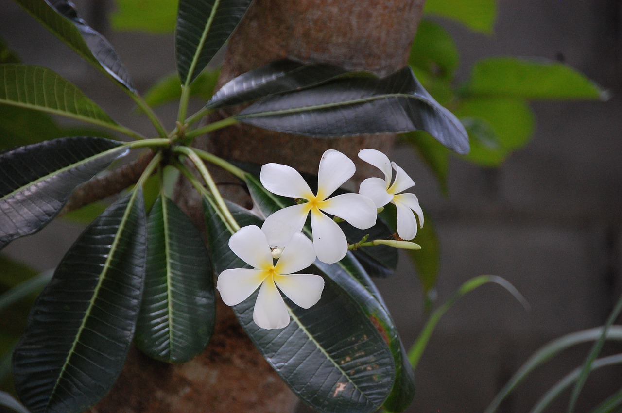 Frangipani, Gėlės, Graži, Nemokamos Nuotraukos,  Nemokama Licenzija