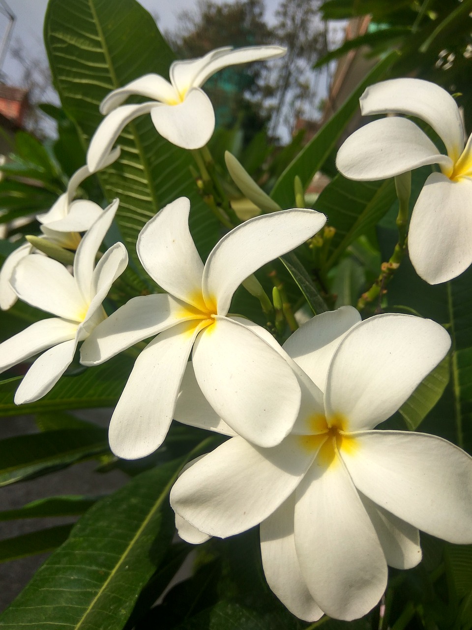 Frangipani,  Plumeria,  Tropical,  Gėlė,  Pobūdį,  Egzotiškas,  Augmenija, Nemokamos Nuotraukos,  Nemokama Licenzija