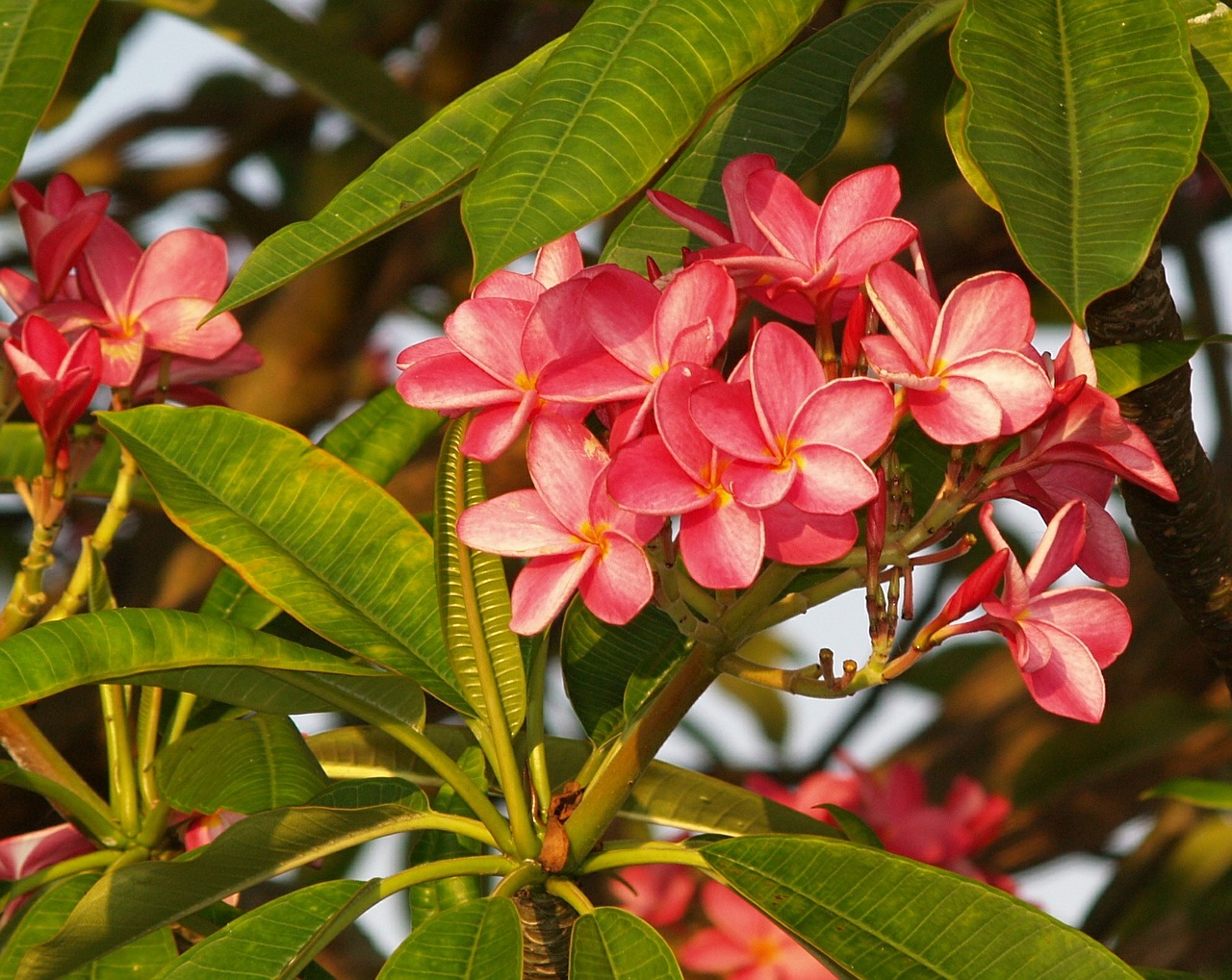 Frangipani, Gėlės, Rožinis, Gamta, Atogrąžų, Žiedai, Žydi, Gėlių, Fauna, Sodas