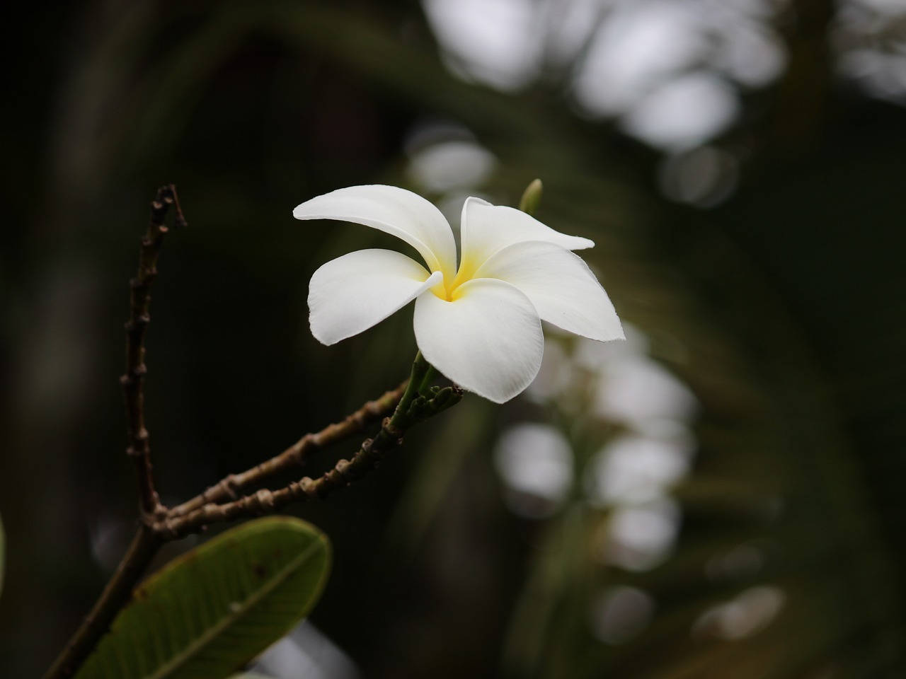 Frangipani, Balta, Gėlė, Egzotiškas, Gėlių, Gamta, Sodas, Nemokamos Nuotraukos,  Nemokama Licenzija