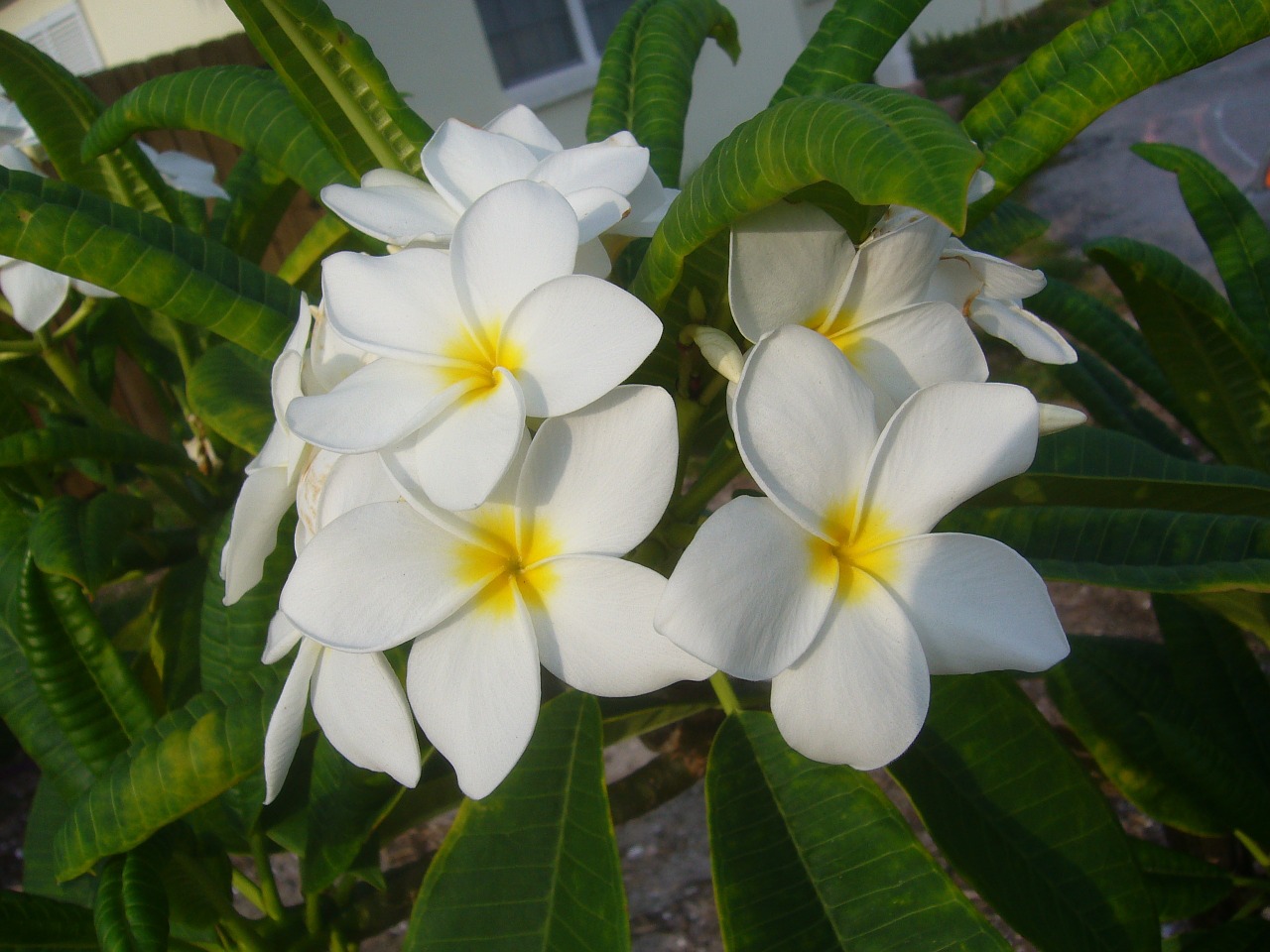 Frangipani, Gėlė, Plumeria, Šventyklos Medis, Balta, Atogrąžų, Gamta, Gėlių, Hawaii, Aromatingas