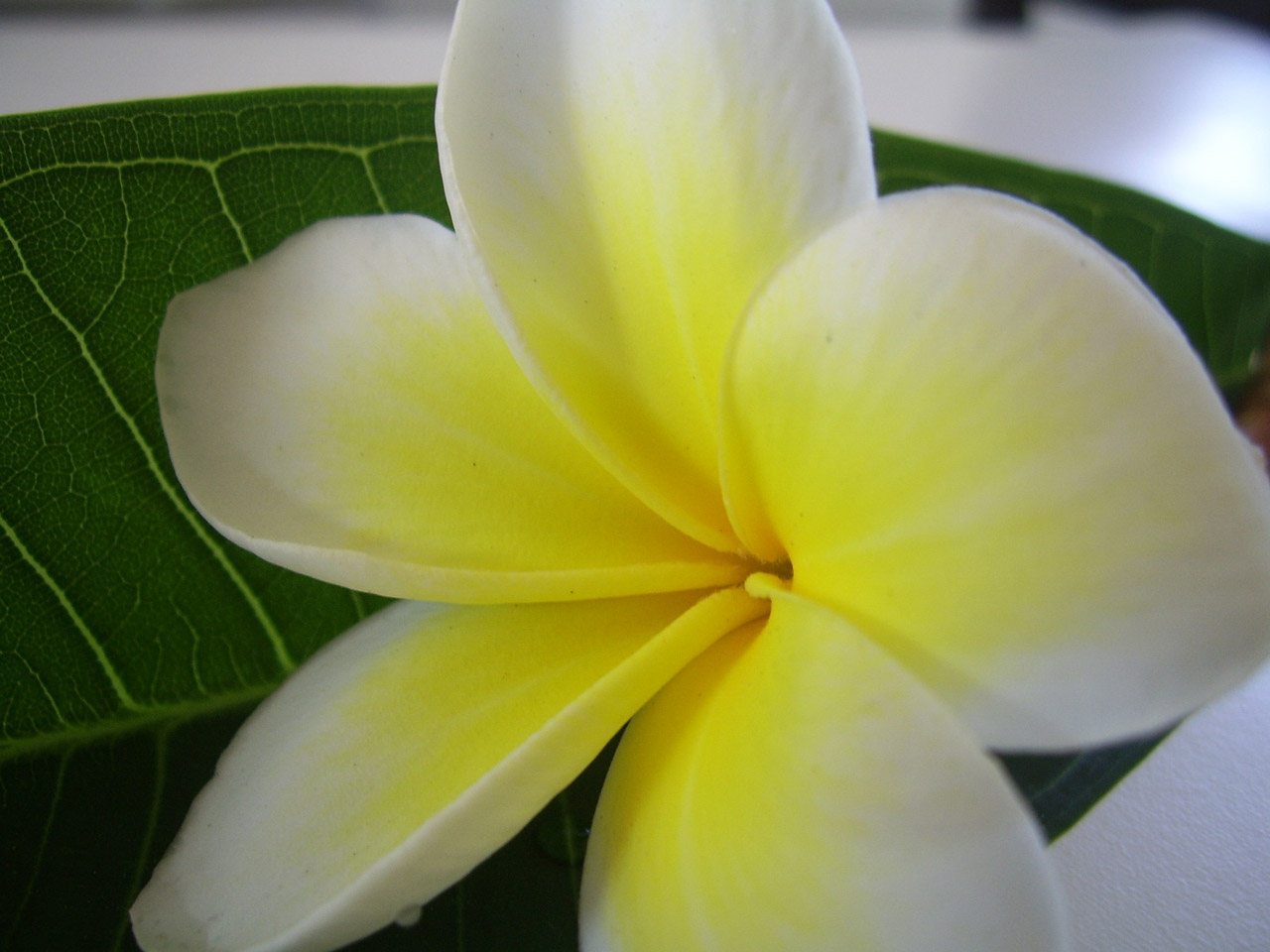 Frangipani,  Gėlė,  Plumeria,  Frangipani Gėlė, Nemokamos Nuotraukos,  Nemokama Licenzija