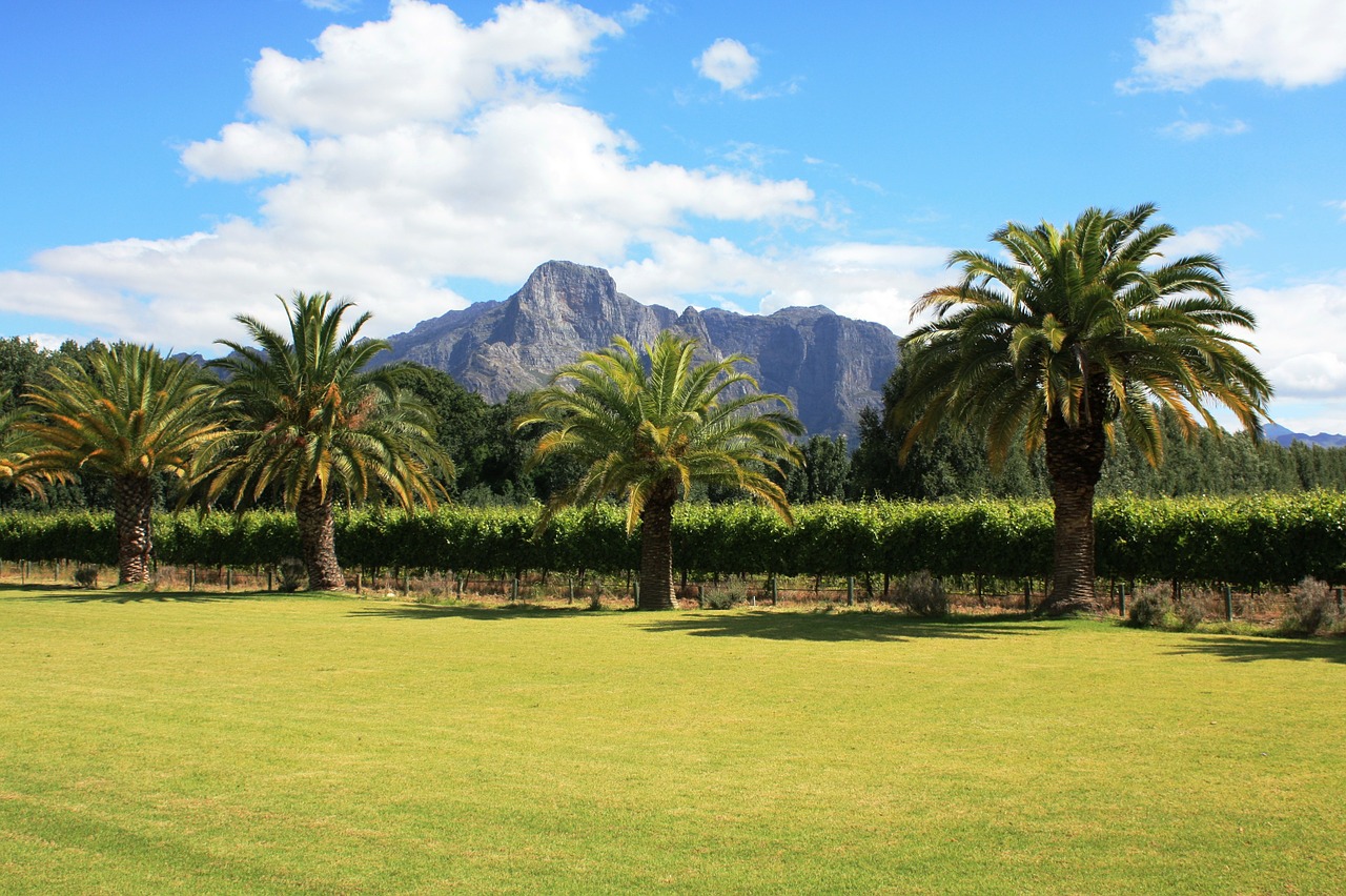 Franschhoek, Pietų Afrika, Vyno Fabrikas, Palmės, Kraštovaizdis, Winelands, Nemokamos Nuotraukos,  Nemokama Licenzija