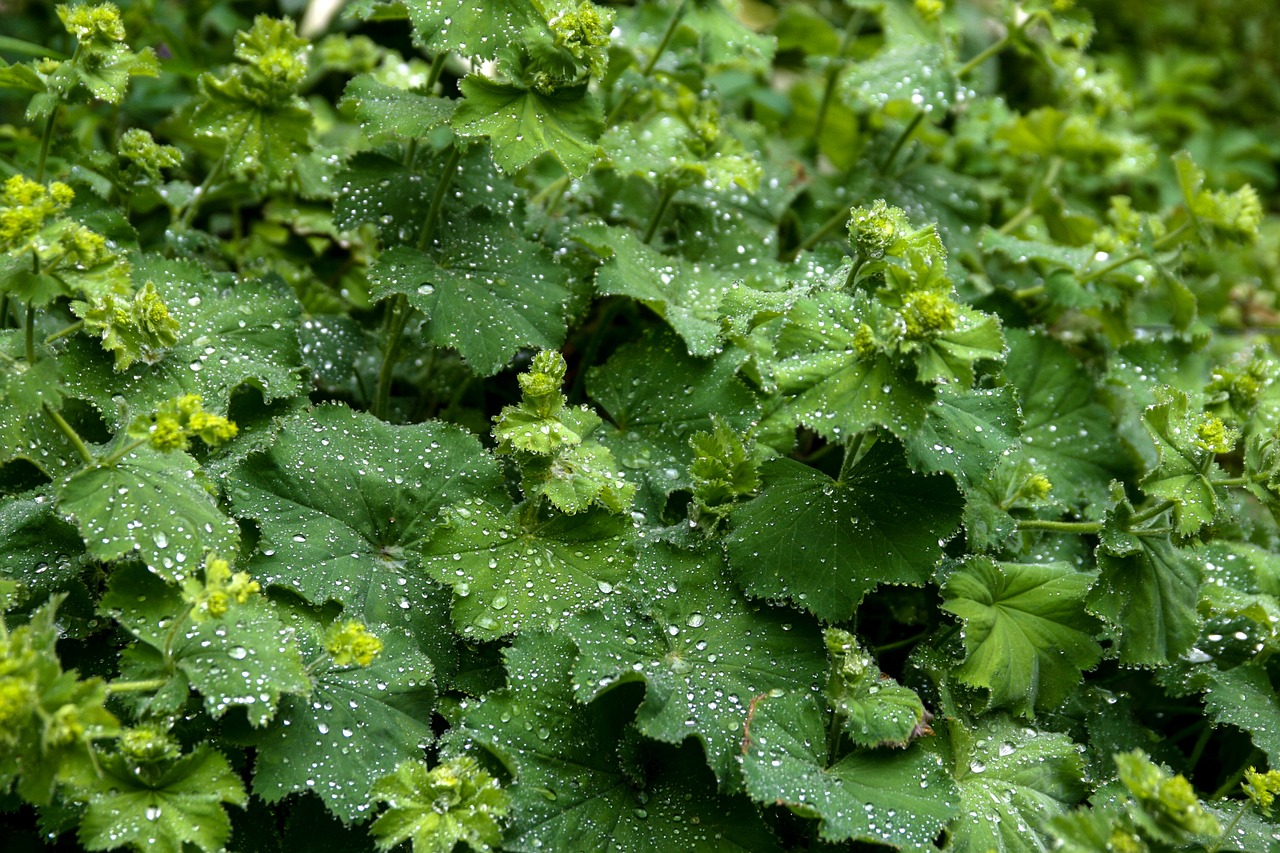 Frauenmantel, Alchemilla, Augalas, Žalias, Lietus, Sodas, Gamta, Lašelinė, Šlapias, Lapai