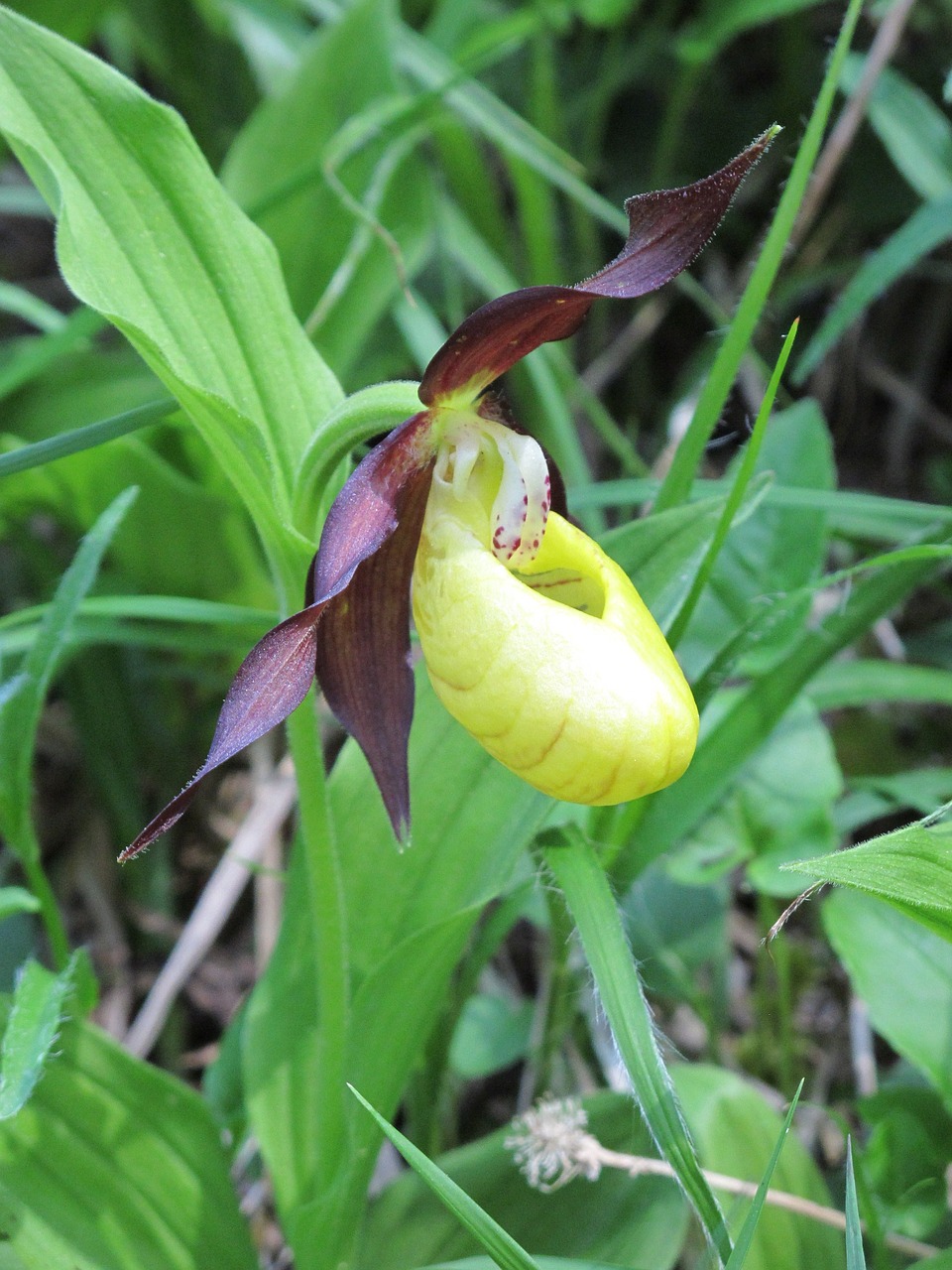 Frauenschuh, Gėlė, Orchidėjų Gėlė, Orchidėja, Žiedas, Žydėti, Gėlės, Nemokamos Nuotraukos,  Nemokama Licenzija