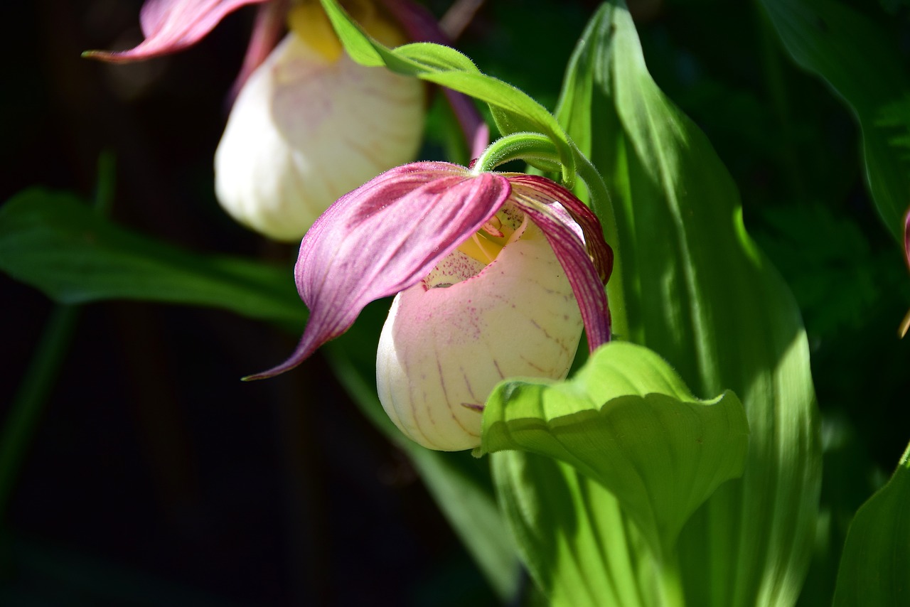 Frauenschuh,  Orchidėjų,  Žiedas,  Žydi,  Orchid Gėlės,  Gėlė,  Iš Arti,  Apsaugotas,  Laukinių Gėlių,  Puikus