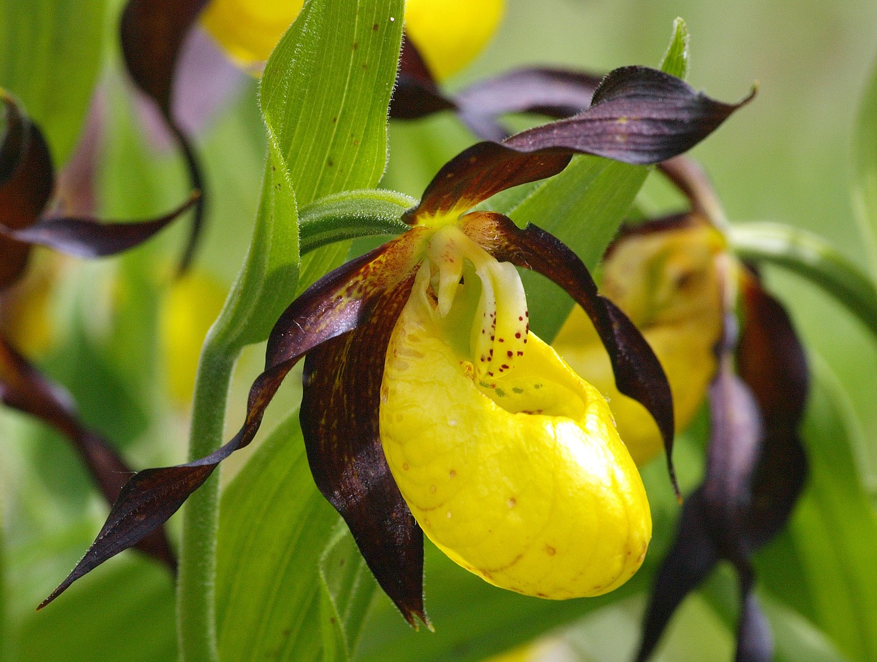 Frauenschuh,  Orchidėja,  Gėlė,  Augalas,  Allgäu,  Gamta,  Geltona,  Žiedas,  Žydi, Nemokamos Nuotraukos