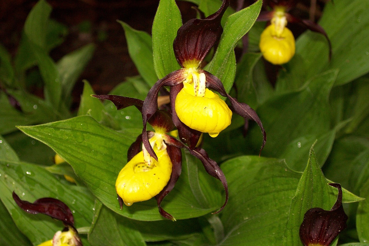 Frauenschuh,  Gėlė,  Augalas,  Orchidėja,  Žiedas,  Žydėti,  Uždaryti,  Laukinė Gėlė,  Laukinis Augalas,  Gamta