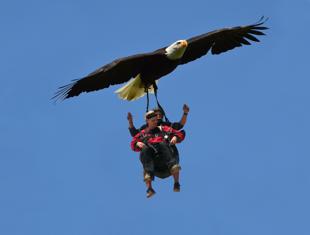 Laisvė, Erelis, Dangus, Skatebirding, Aukštas, Skristi, Skraidantis, Paukštis, Mėlynas Dangus, Nemokamos Nuotraukos