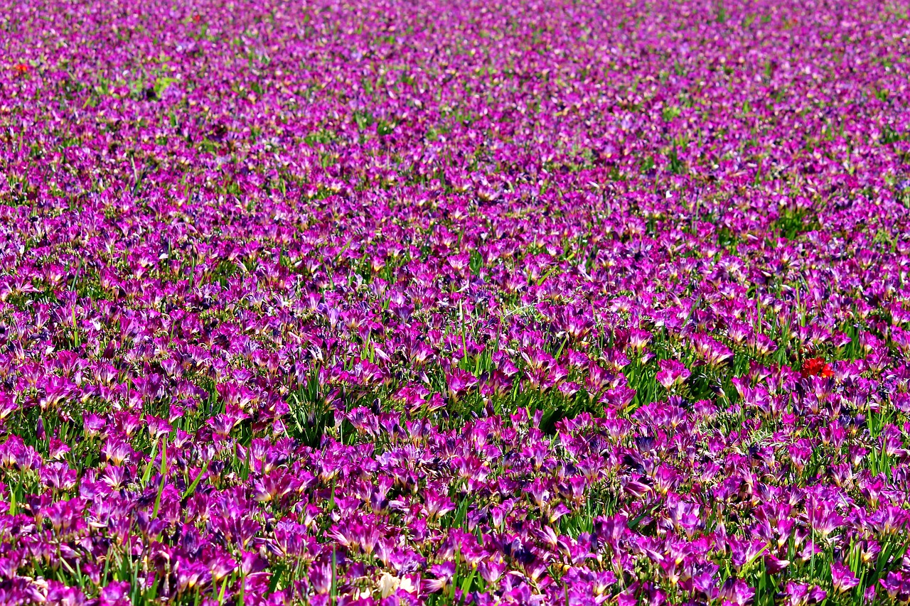 Frezijos, Gėlių Sritis, Daug, Violetinė, Violetinė, Laukas, Akių Skausmas, Gėlių Jūra, Žydėti, Gamta