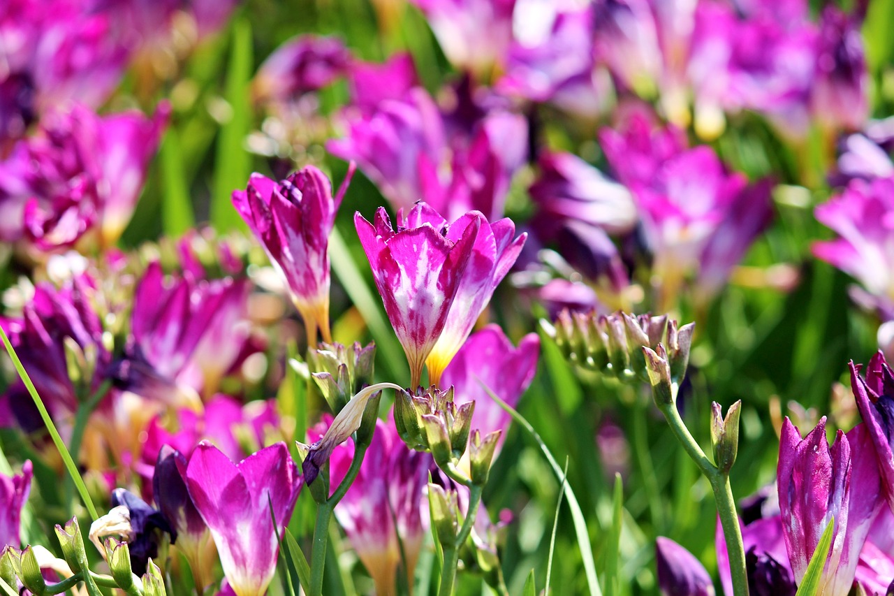 Frezijos, Rožinis, Žiedas, Žydėti, Violetinė, Gėlės, Stalo Dekoro, Violetinė, Pavasario Gėlė, Sveikinu