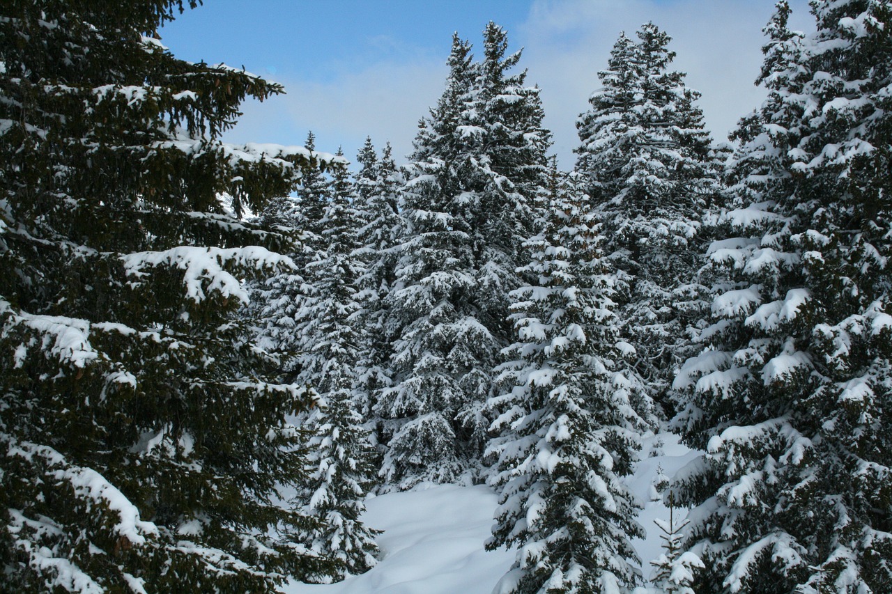 Prancūzakalbiai Šveicarija, Sniegas, Medžiai, Žiemą, Šaltas, Žiema, Miškas, Nemokamos Nuotraukos,  Nemokama Licenzija
