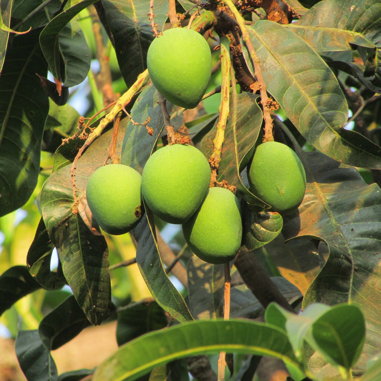 Švieži Mango, Dharwad, Indija, Vaisiai, Sultingas, Maistas, Prinokę, Sveikas, Šviežias, Mityba