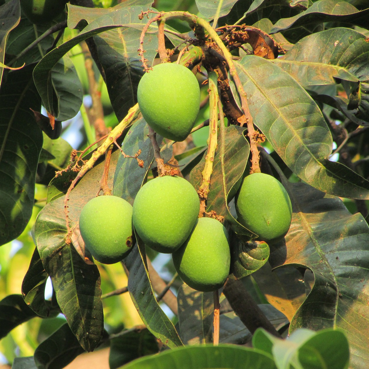 Švieži Mango, Vaisiai, Sultingas, Maistas, Prinokę, Sveikas, Šviežias, Mityba, Vegetariškas, Natūralus