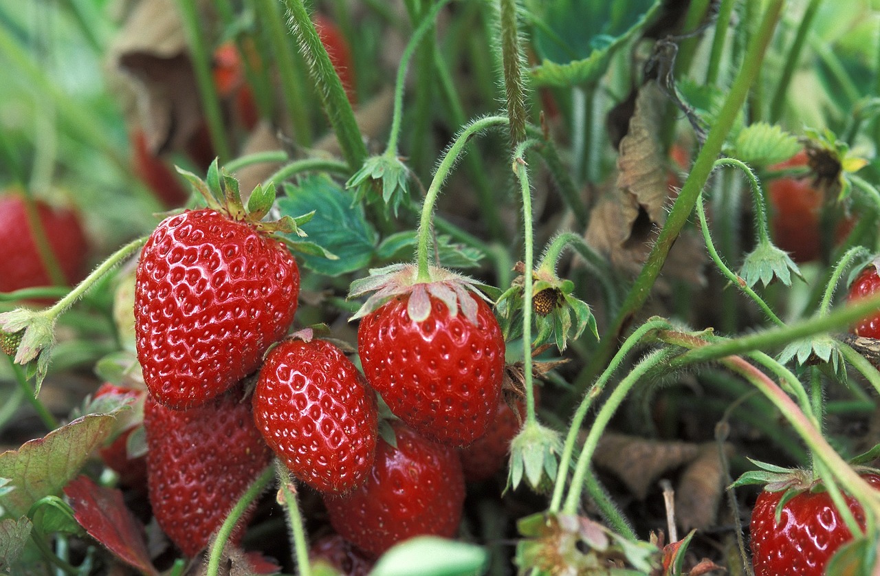 Šviežios Braškės, Auga, Makro, Sveikas, Saldus, Šviežias, Raudona, Prinokę, Vasara, Vitaminas