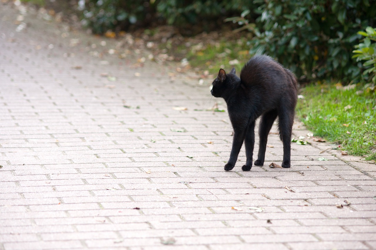 Penktadienis 13, Hipnozė, Katė, Juoda Katė, Juoda, Gyvūnai, Kačių Akys, Kačių, Naminis Gyvūnas, Wildcat