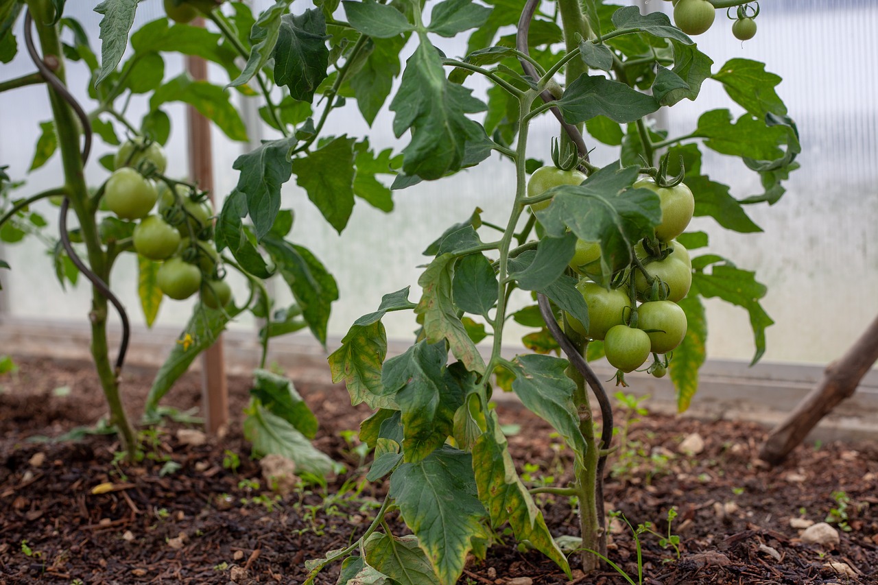 Kepti Žali Pomidorai,  Pomidorai,  Auginimas,  Krūmas,  Pačių Daržovės, Nemokamos Nuotraukos,  Nemokama Licenzija