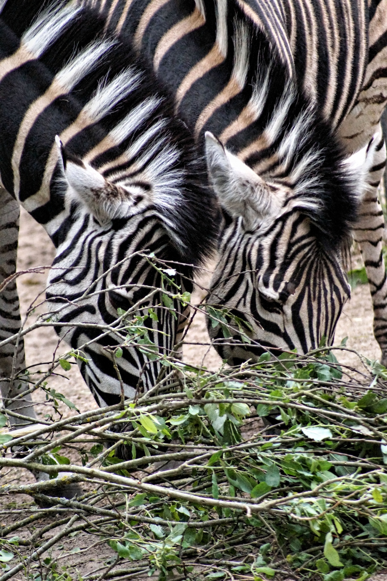 Draugiškas,  Zebras,  Imtis,  Kai Kurie,  Grūsti,  Draugiški Zebrai, Nemokamos Nuotraukos,  Nemokama Licenzija