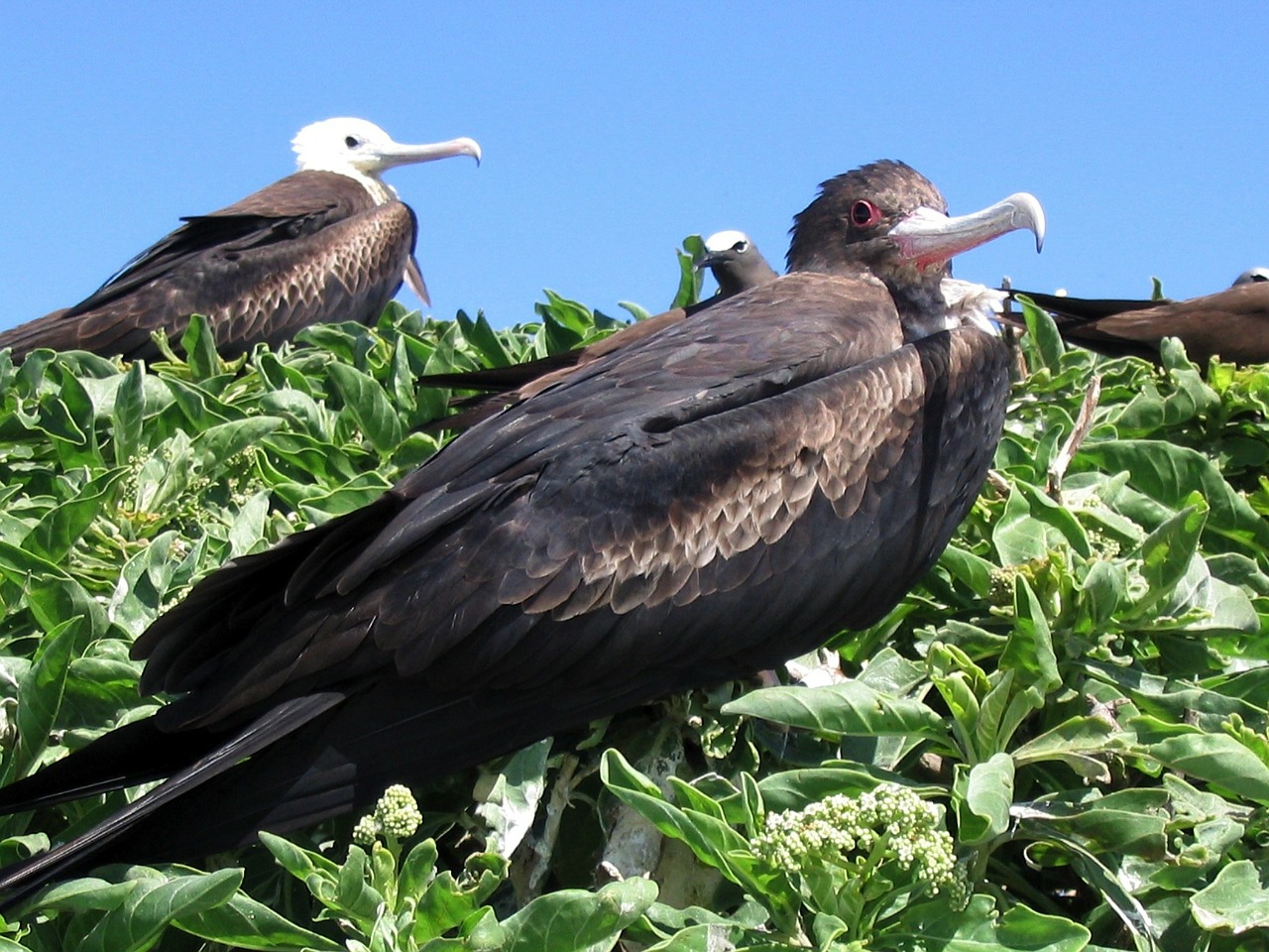 Fregata Paukštis, Paukščiai, Hawaii, Dangus, Debesys, Augalai, Augimas, Šalis, Kaimas, Gamta