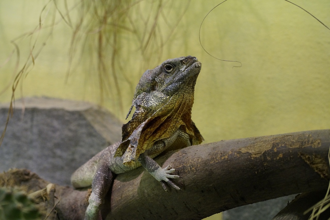 Šukos Kaklelinė Driežas, Driežas, Ropliai, Drakonas, Zoologijos Sodas, Terariumas, Nemokamos Nuotraukos,  Nemokama Licenzija