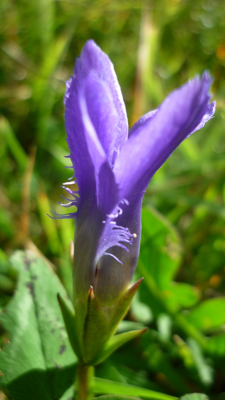 Fringed Gentian, Gėlė, Mėlynas, Žiedas, Žydėti, Laukinis Augalas, Kalnų Pieva, Uždaryti, Vasaros Pabaigoje, Nemokamos Nuotraukos