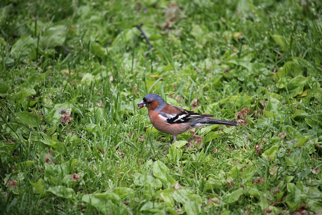 Fringilla Coelebs, Griuvėsiai, Paukštis, Coelebs, Fringilla, Laukinė Gamta, Gamta, Laukiniai, Natūralus, Paukščių Stebėjimas