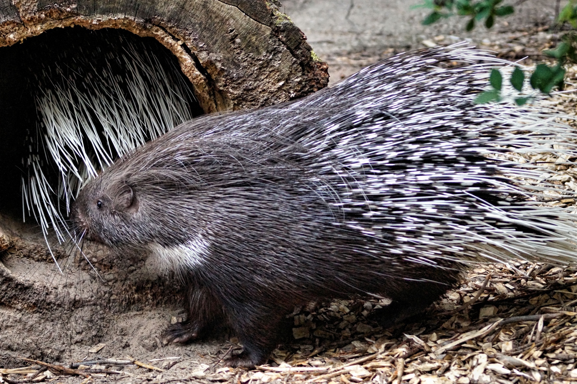 Bjaurus,  Kiaukutė,  Barbelitas,  Chirpy,  Žvalus Kiaulytė, Nemokamos Nuotraukos,  Nemokama Licenzija