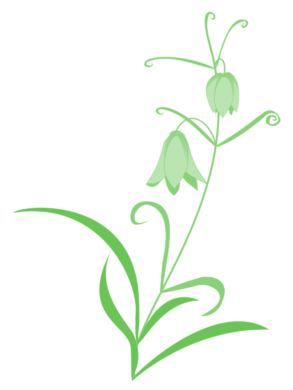 Fritillaria, Lelija, Žalias, Gėlės, Paprastas, Nemokamos Nuotraukos,  Nemokama Licenzija