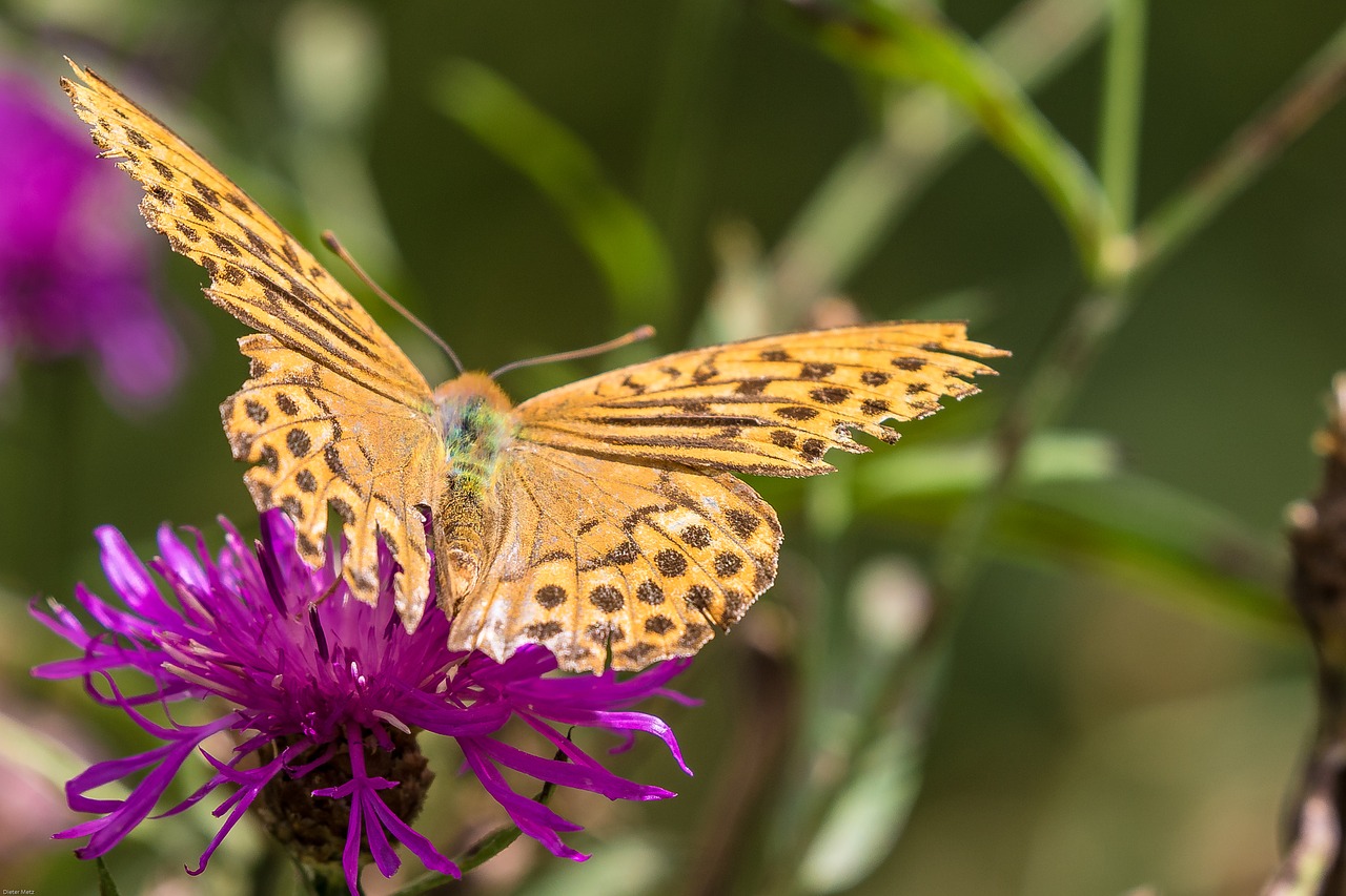 Fritillary, Laukinė Gėlė, Drugelis, Augalas, Uždaryti, Gamta, Vabzdys, Žiedas, Žydėti, Vasara