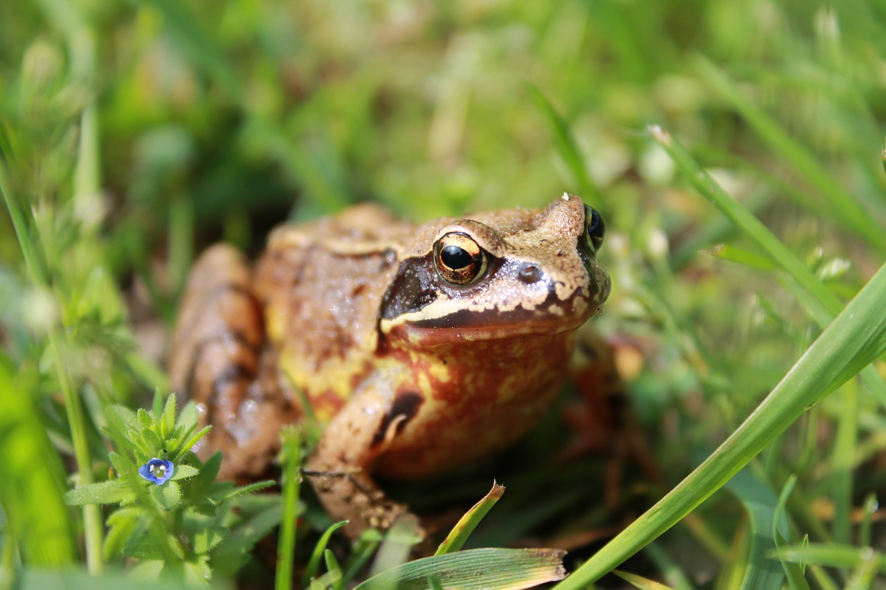 Varlė, Žolė, Kelias, Pavasaris, Nemokamos Nuotraukos,  Nemokama Licenzija