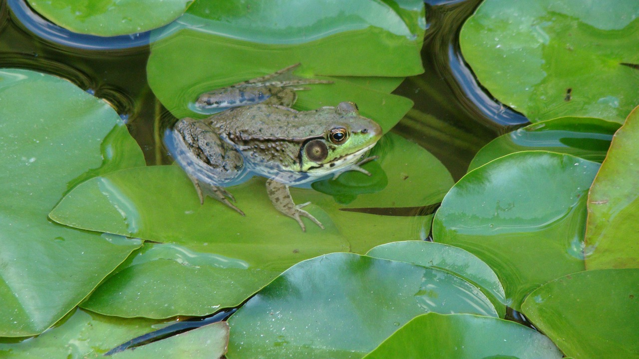 Varlė, Rupūžė, Lizdas, Amfibija, Akys, Rūšis, Lauke, Ekosistemos, Tvenkinys, Vanduo