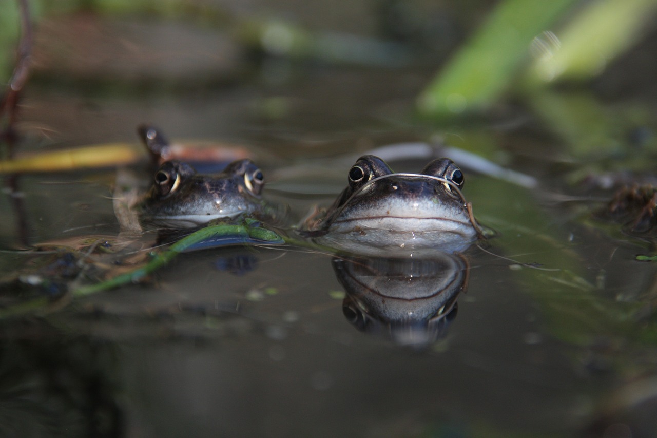 Varlė, Tvenkinys, Gamta, Amfibija, Gyvūnas, Laukinė Gamta, Pavasaris, Rana, Atspindys, Fauna