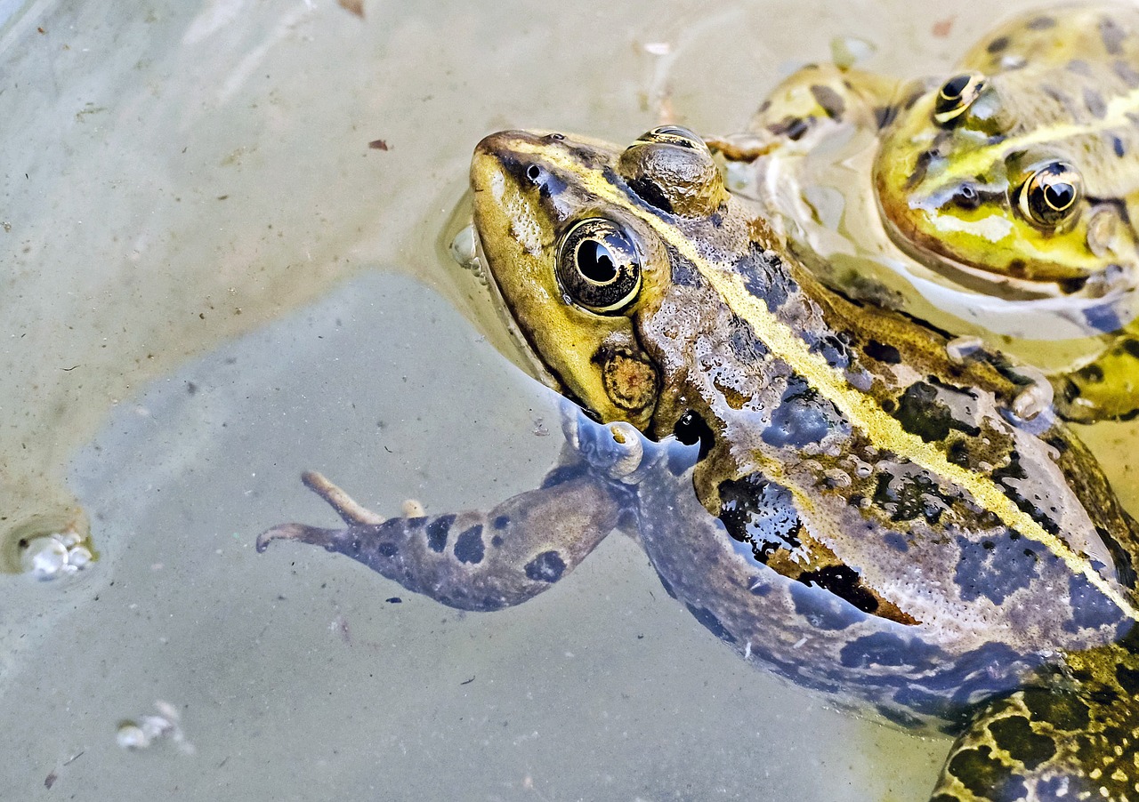 Varlė, Vandens Varlė, Gyvūnas, Žalias, Vanduo, Uždaryti, Nemokamos Nuotraukos,  Nemokama Licenzija