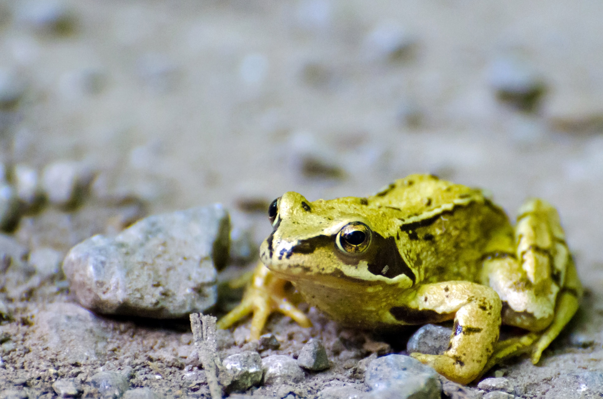 Varlė,  Naminis Gyvūnėlis,  Šlapias,  Žalias,  Zoologija,  Ruda,  Amfibija,  Fauna,  Žiūri,  Vanduo