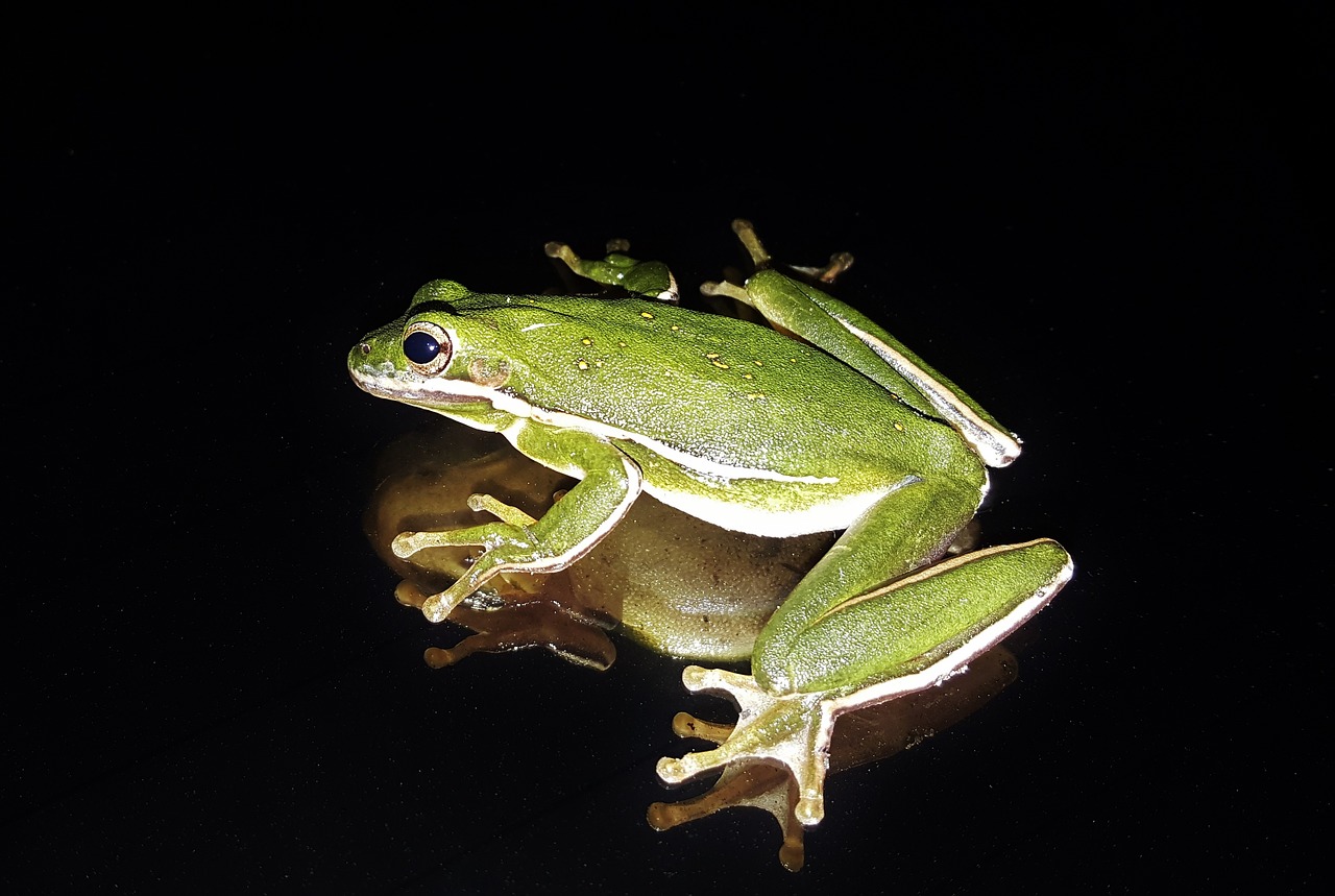 Varlė, Medžio Varlė, Amerikietiškas Žaliasis Medis Varlė, Kiaurastis, Croaking, Amfibija, Iš Arti, Gyvūnai, Gamta, Laukinė Gamta