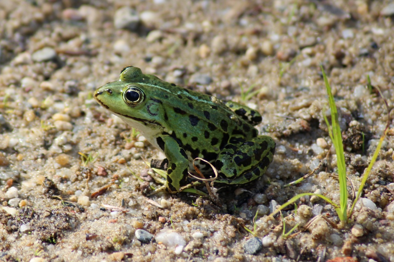 Включи земноводный. Бесхвостые земноводные Жабы. Озерная лягушка - Rana ridibunda Pall.. Зеленая жаба земноводные бесхвостые. Амфибия лягушка.