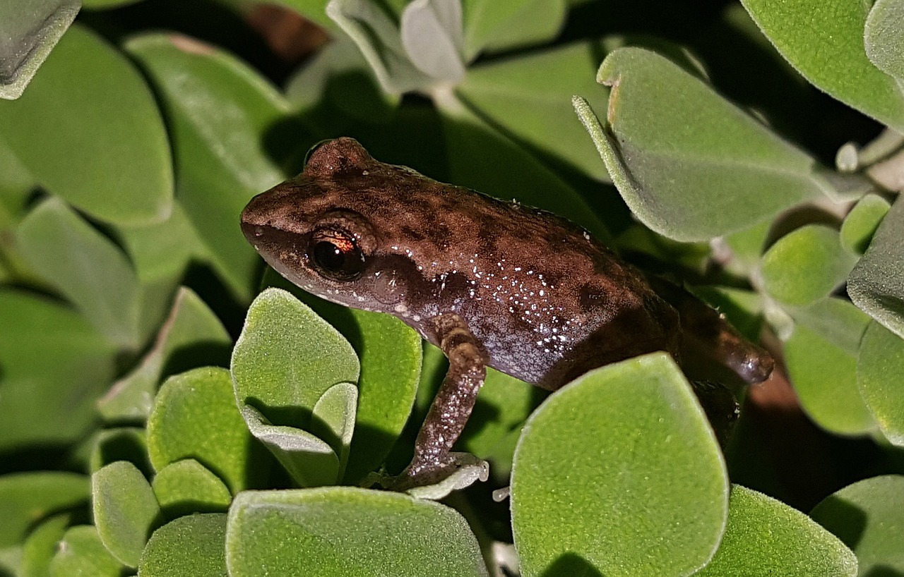 Varlė, Rio Grande Chirping Varlė, Froglet, Amfibija, Padaras, Gyvūnas, Iš Arti, Kiaurastis, Croaking, Gamta