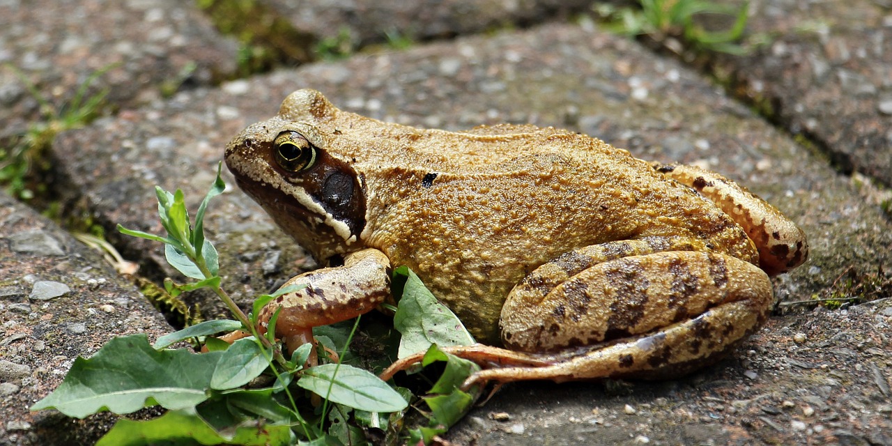 Varlė, Laukinės Gamtos Fotografija, Gyvūnų Pasaulis, Gyvūnas, Varliagyviai, Tvenkiniai, Piktžolių, Kiaulpienė, Nemokamos Nuotraukos,  Nemokama Licenzija