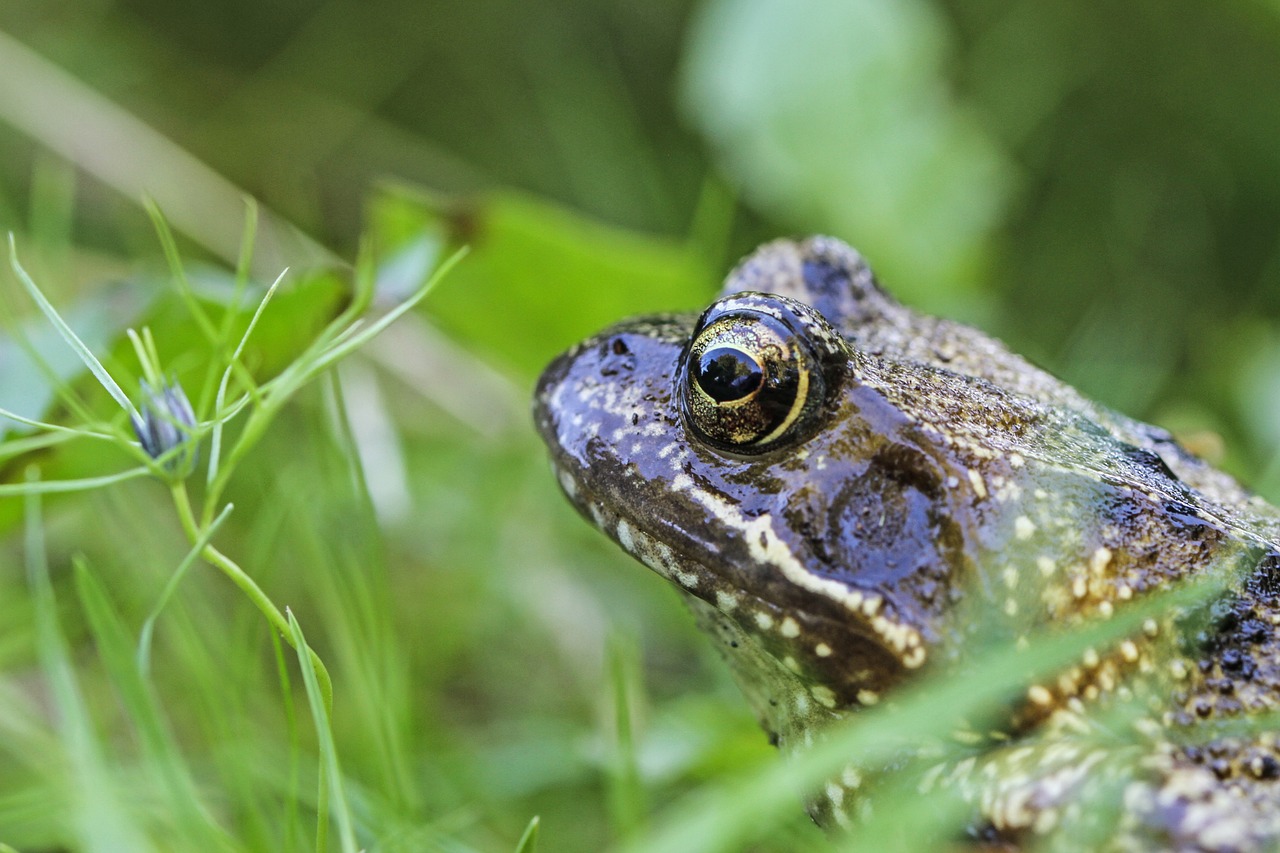 Varlė, Aukštas, Rupūžė, Varliagyviai, Uždaryti, Nemokamos Nuotraukos,  Nemokama Licenzija