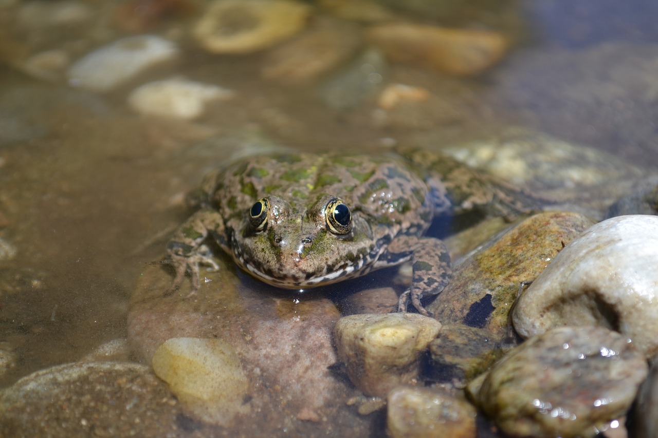 Varlė, Varlių Akys, Nemokamos Nuotraukos,  Nemokama Licenzija