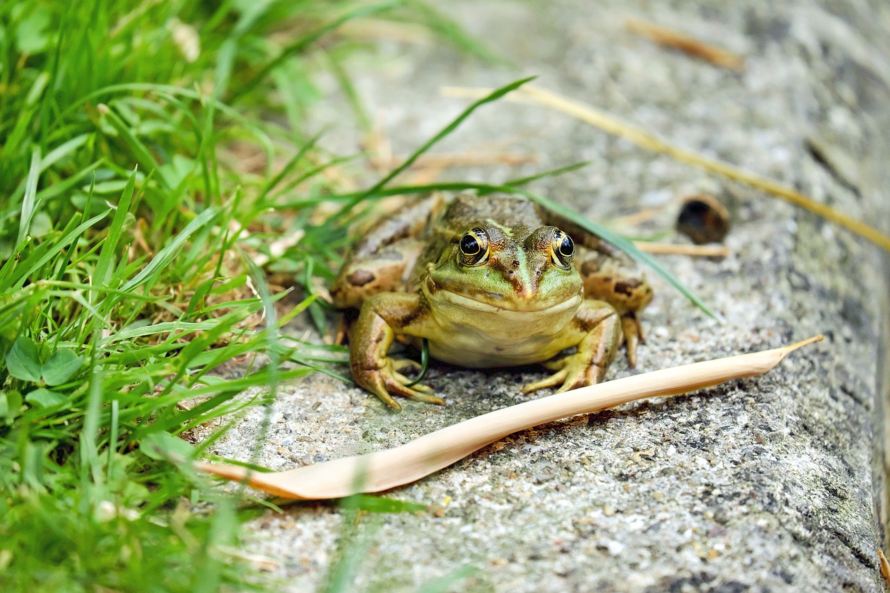 Varlė, Vandens Varlė, Amfibija, Gyvūnas, Žalias, Varlės Tvenkinys, Nemokamos Nuotraukos,  Nemokama Licenzija