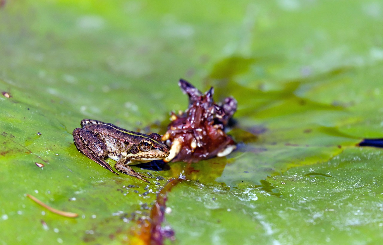 Varlė, Vandens Varlė, Gyvūnas, Jaunas, Nuphar Pumila Lapai, Nemokamos Nuotraukos,  Nemokama Licenzija