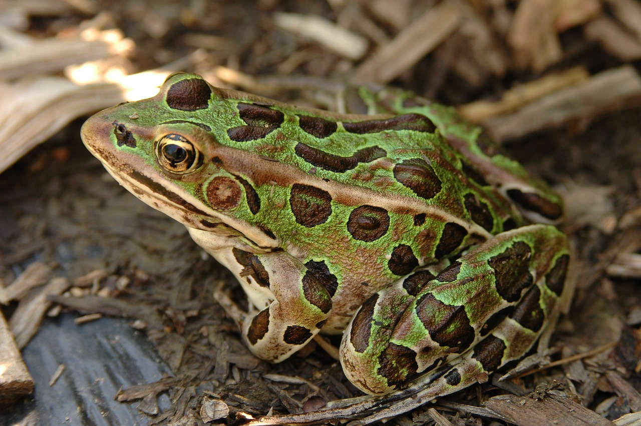 Varlė, Gerardo, Amfibija, Gamta, Tvenkinys, Laukinis Gyvūnas, Fauna, Nemokamos Nuotraukos,  Nemokama Licenzija