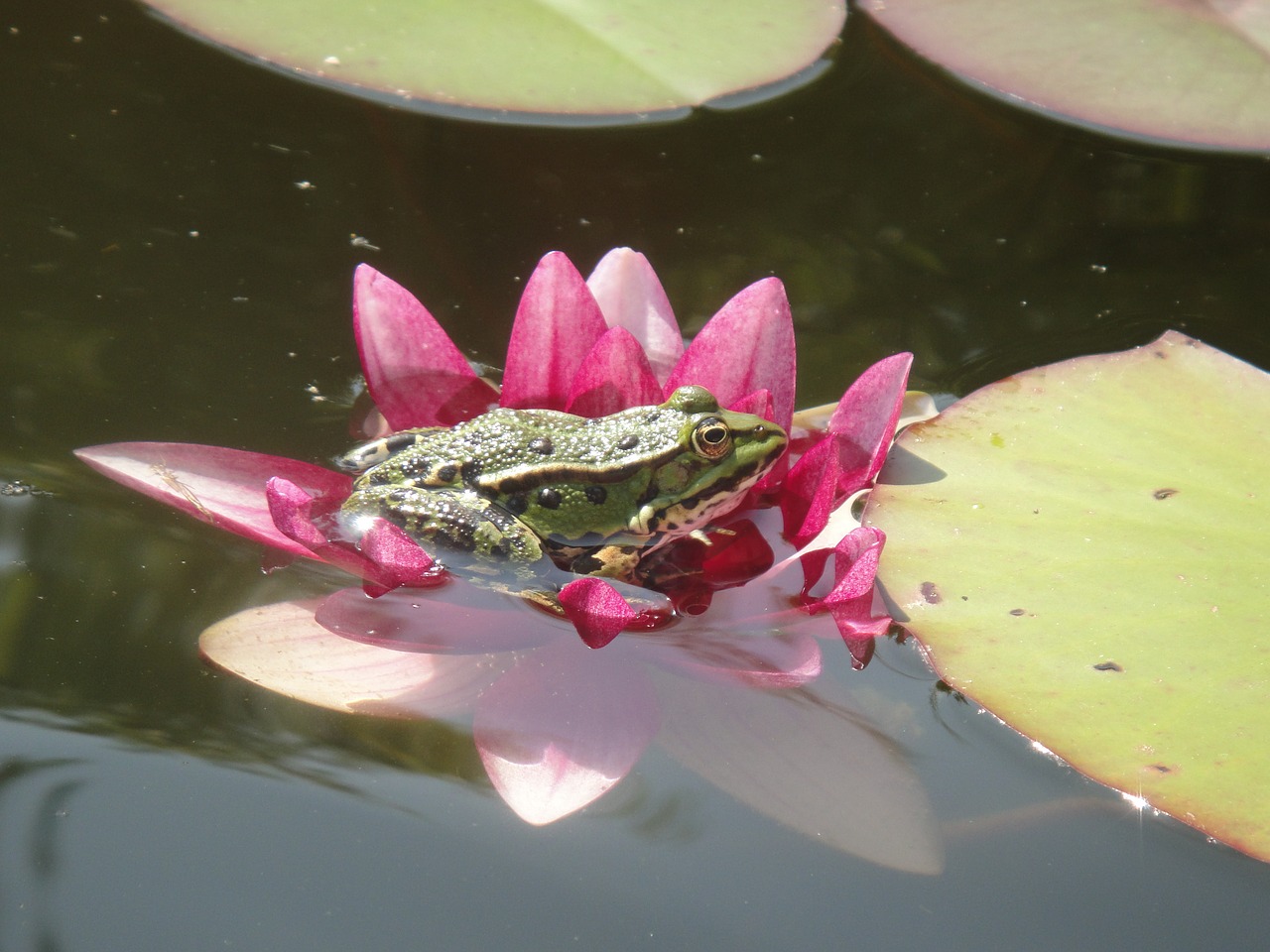 Varlė, Amfibija, Tvenkinys, Vanduo, Žalias, Vandens Fauna, Vandens Lelija, Lakštas, Vandens Augalas, Lelija