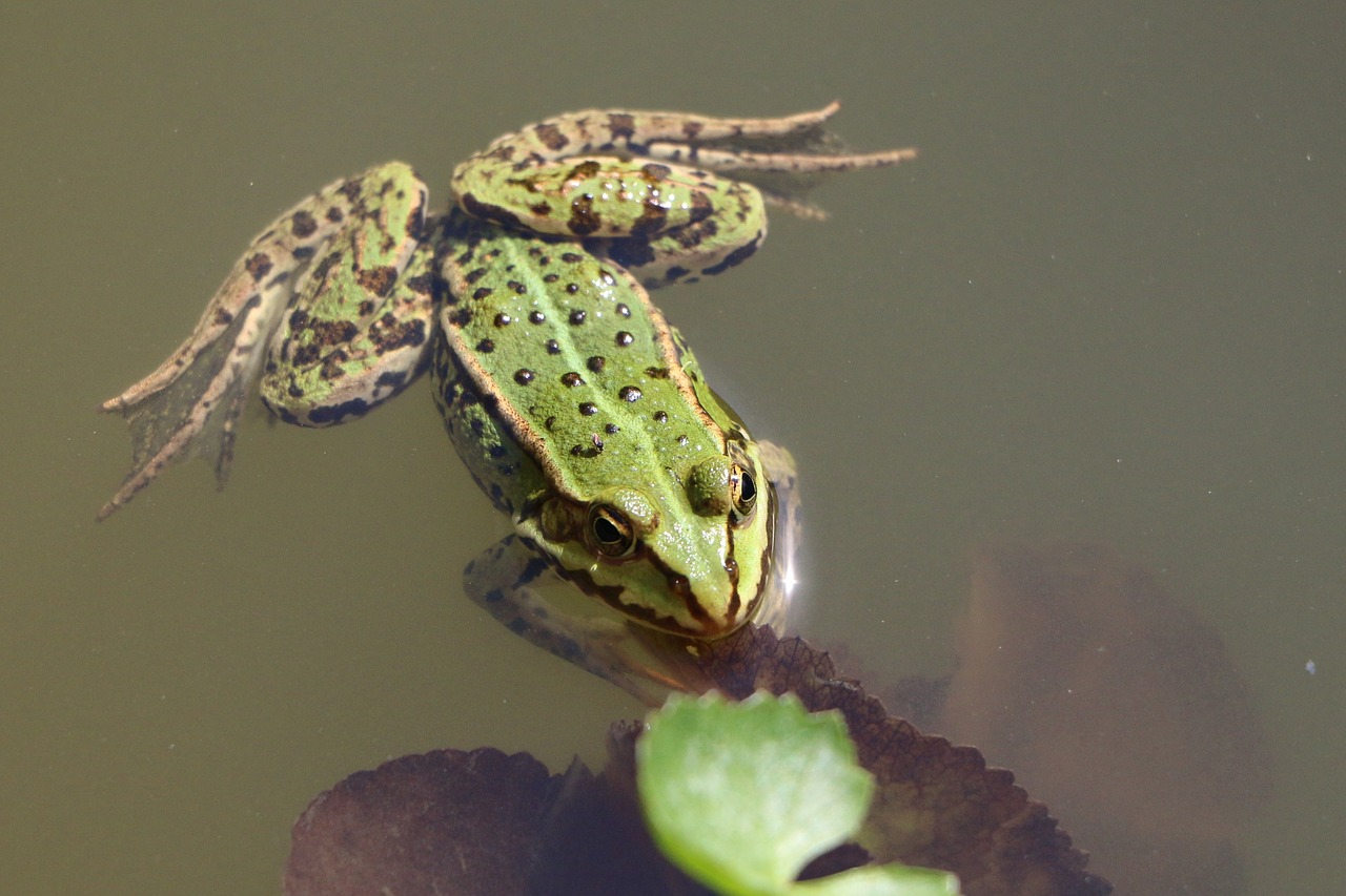 Varlė, Paprastoji Varlė, Žalias, Amfibija, Tvenkinys, Gyvūnas, Žolė, Gamta, Laukinės Gamtos Fotografija, Taškai