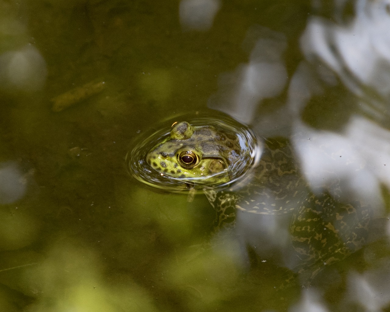 Varlė, Lizdas, Amfibija, Gamta, Croaking, Vanduo, Tvenkinys, Nemokamos Nuotraukos,  Nemokama Licenzija