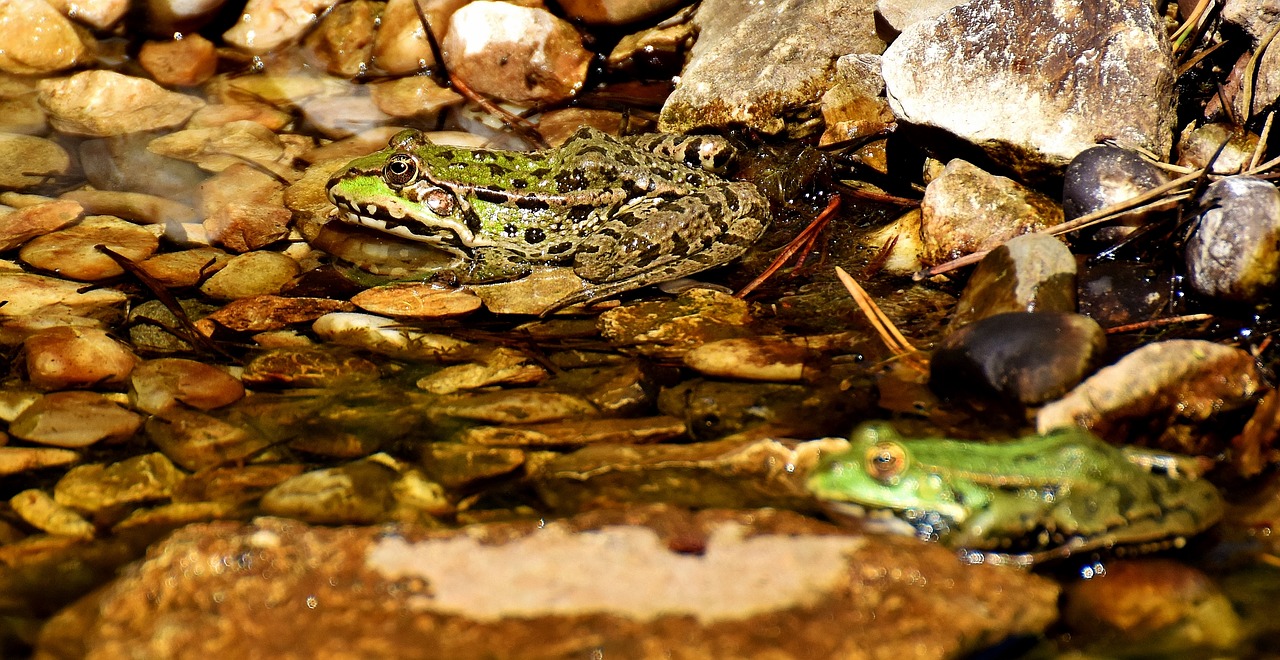 Varlė, Tvenkinys, Gyvūnas, Vandens Varlė, Varlės Tvenkinys, Aukštas, Rupūžė, Vanduo, Nemokamos Nuotraukos,  Nemokama Licenzija