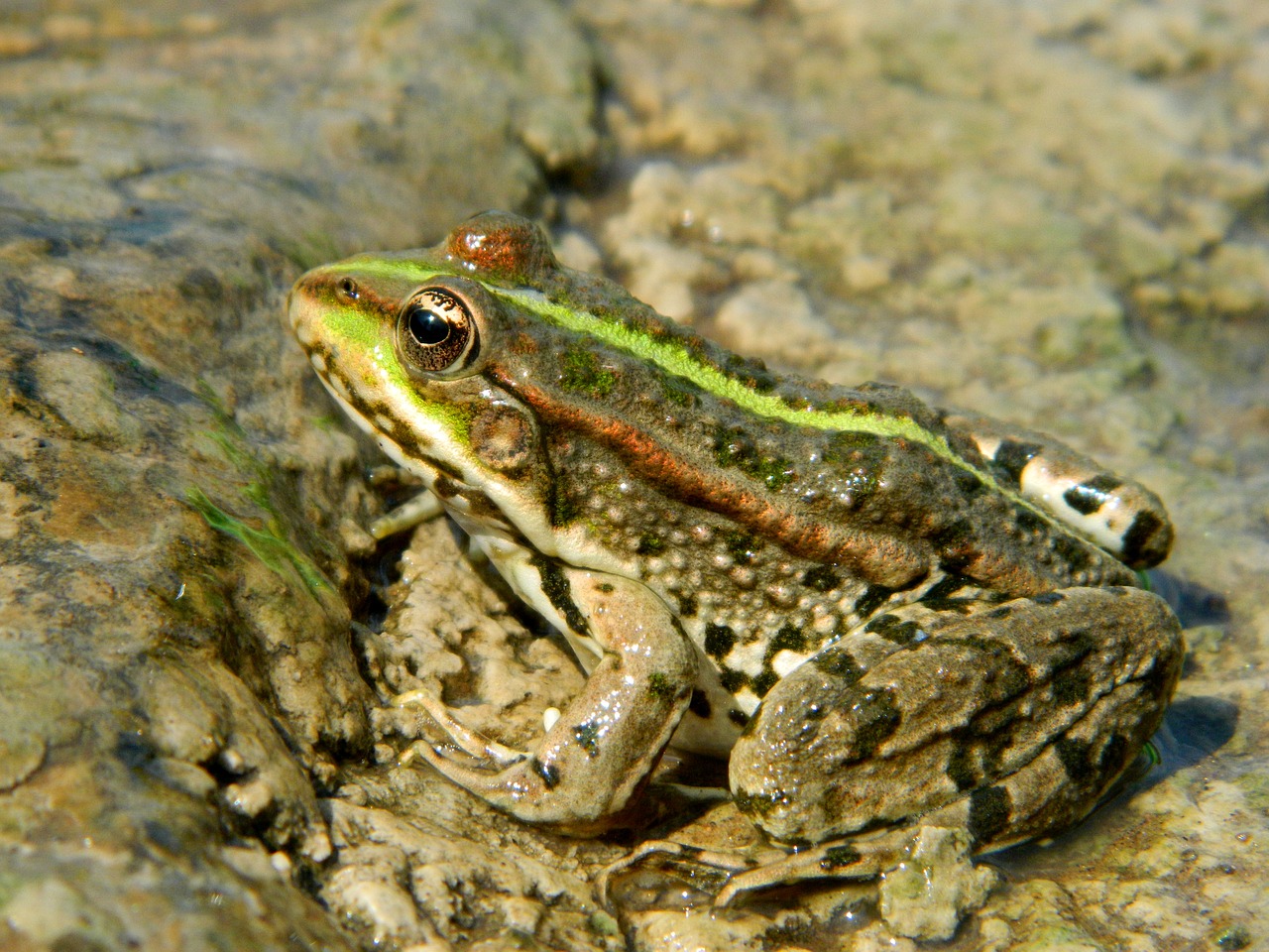 Varlė, Pelkė, Rupūžė, Tsarevna, Amfibija, Iš Arti, Akis, Camo, Kiaurastis, Nemokamos Nuotraukos