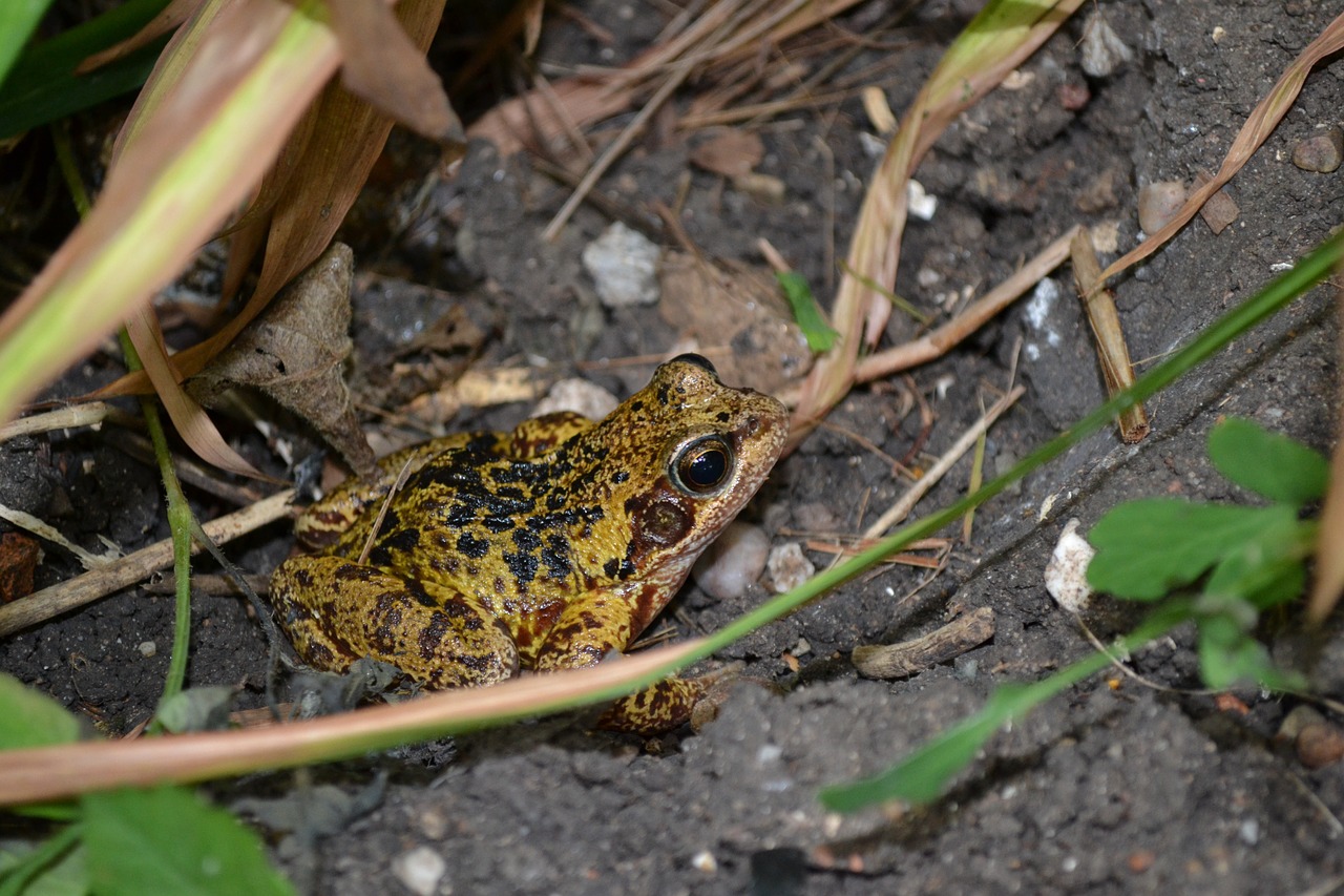 Varlė, Varliagyviai, Bendras, Europietis, Rana Temporaria, Gyvūnas, Nemokamos Nuotraukos,  Nemokama Licenzija